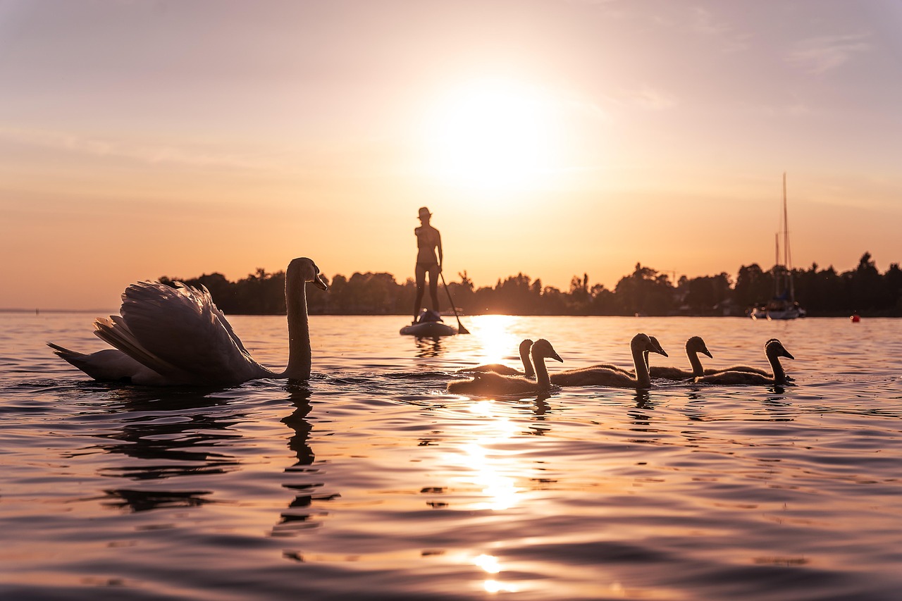 swans, lake constance, sunset, nature, animals, lake, pond, waterfowls, swans, sunset, lake, lake, lake, lake, pond, pond, pond, pond, pond